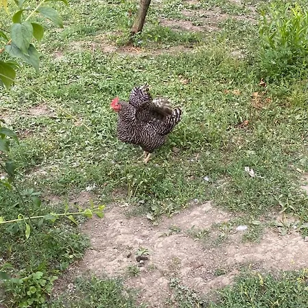 度假居 Petit Coin De Paradis A 10 Min De St-girons *