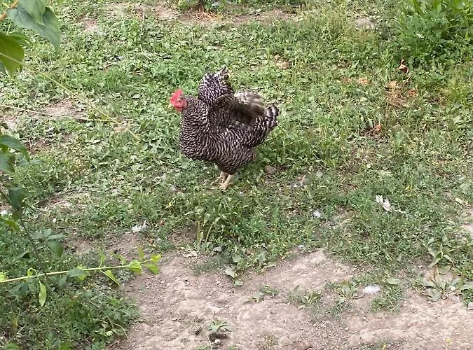 Дом отдыха Petit Coin De Paradis A 10 Min De St-girons *